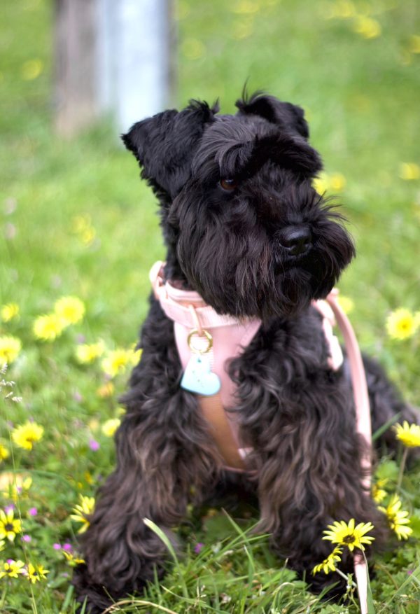 Gigi and Archie the Schnauzers