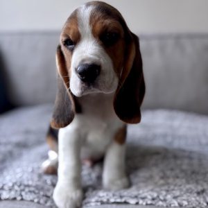 Cousin Greg the Beagle