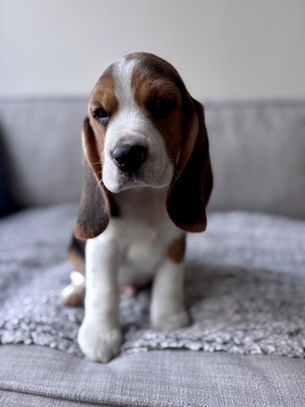 Cousin Greg the Beagle