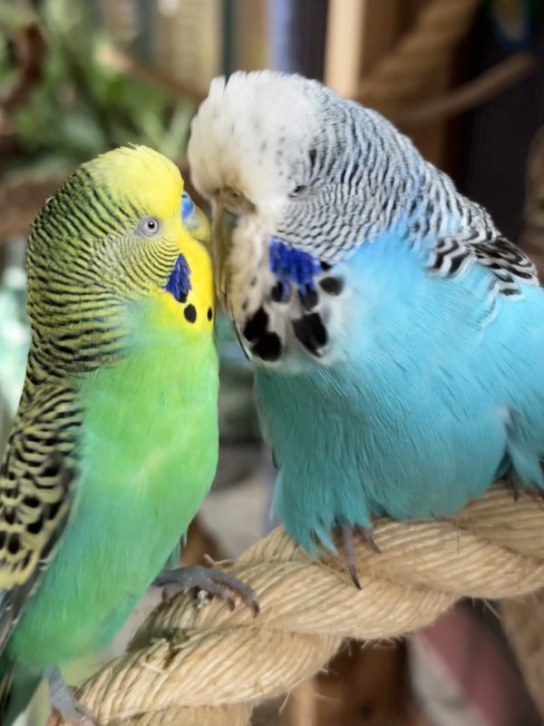 Budgie & Cat Nirvana