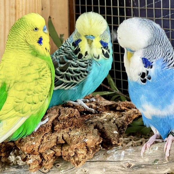 Budgie & Cat Nirvana